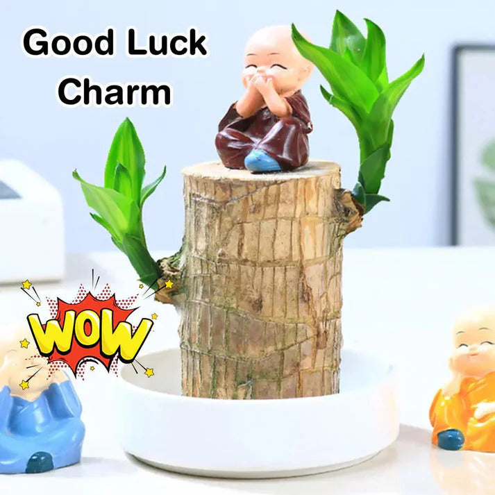 ✨ Fortune Fern™ Plant Lucky Wood 🤗🌳