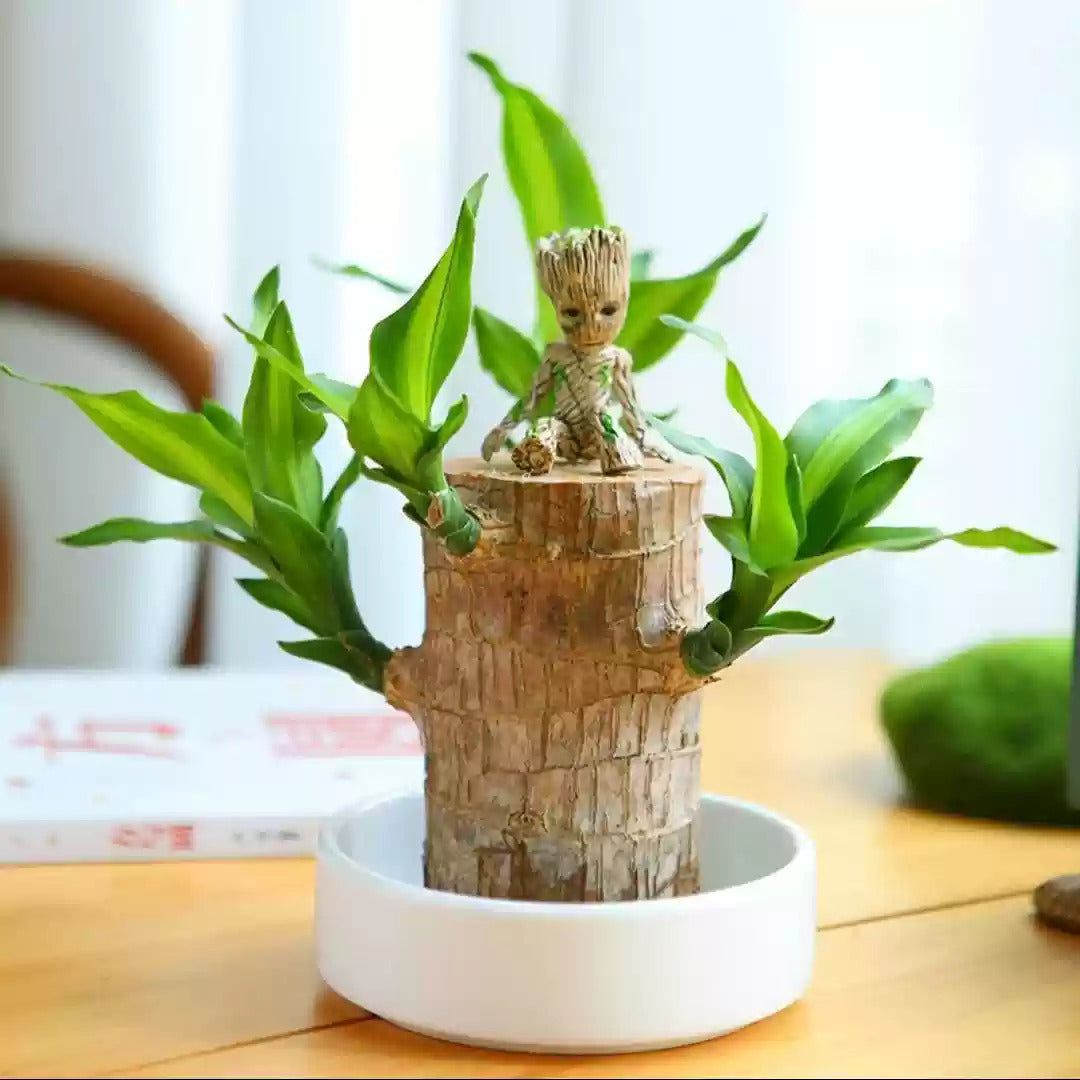 ✨ Fortune Fern™ Plant Lucky Wood 🤗🌳